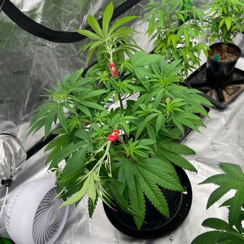 Bruce Banner growlog timeline photo