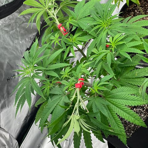 Bruce Banner growlog timeline photo