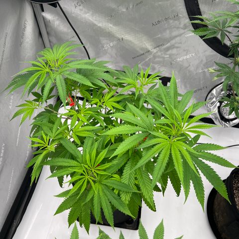 Bruce Banner growlog timeline photo