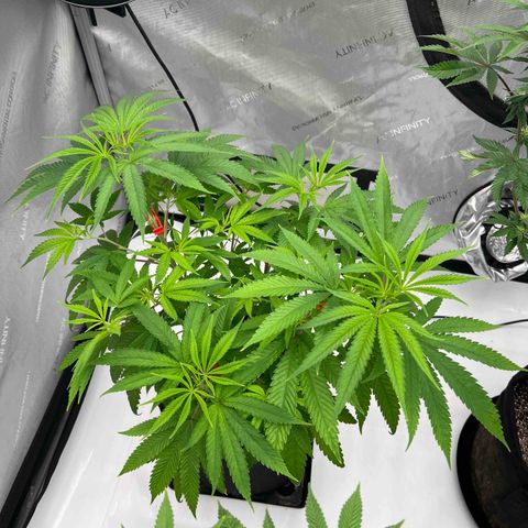 Bruce Banner growlog timeline photo