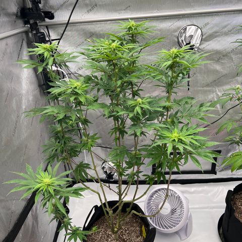 Strawberry Nugget growlog timeline photo