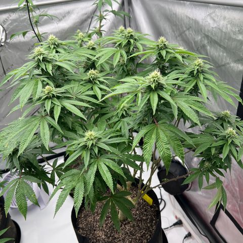 Cali Diesel growlog timeline photo