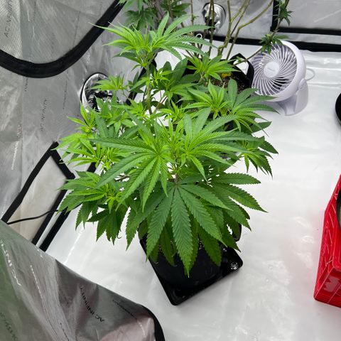 Bruce Banner growlog timeline photo