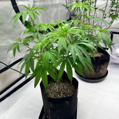 Bruce Banner growlog timeline photo