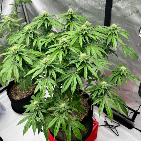 Cali Diesel growlog timeline photo