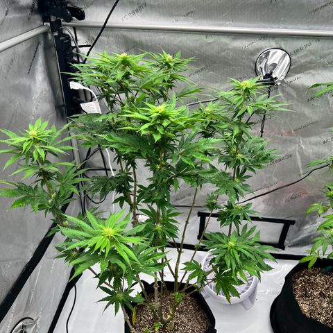 Strawberry Nugget growlog timeline photo