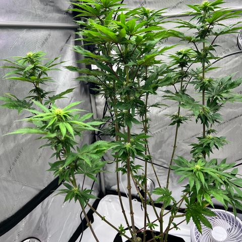 Strawberry Nugget growlog timeline photo