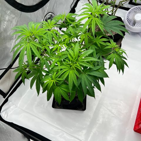 Bruce Banner growlog timeline photo
