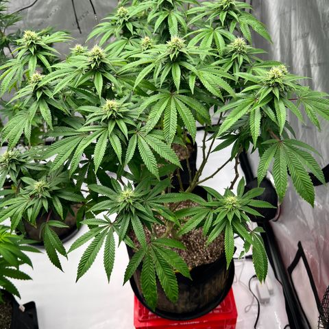 Cali Diesel growlog timeline photo