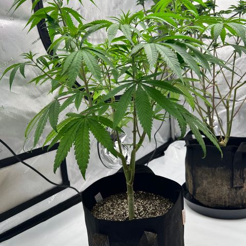 Bruce Banner growlog timeline photo