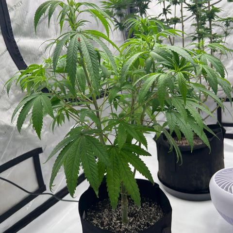 Bruce Banner growlog timeline photo