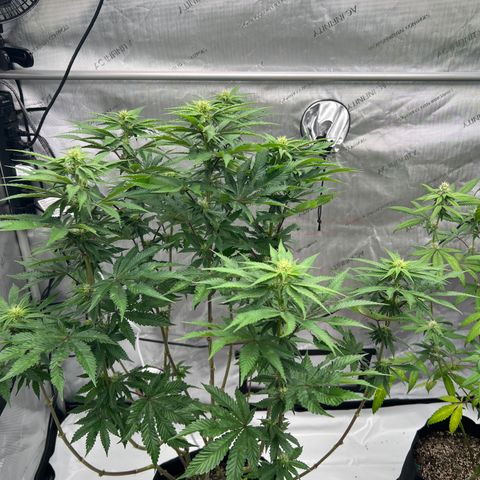 Strawberry Nugget growlog timeline photo