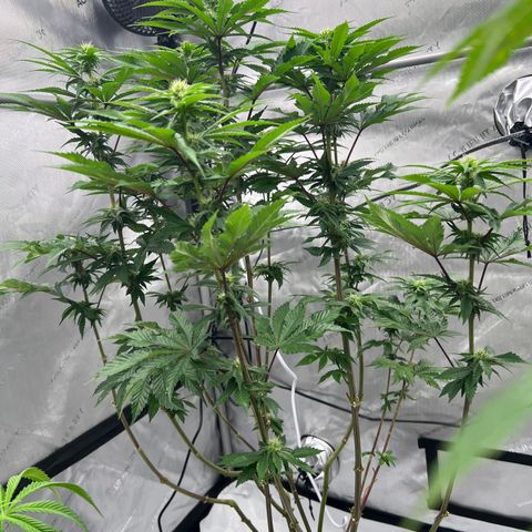 Strawberry Nugget growlog timeline photo