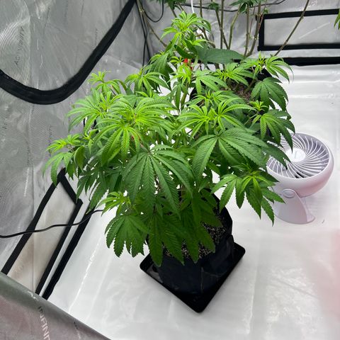 Bruce Banner growlog timeline photo