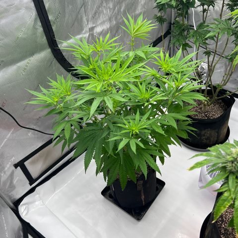 Bruce Banner growlog timeline photo