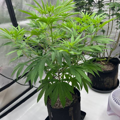 Bruce Banner growlog timeline photo
