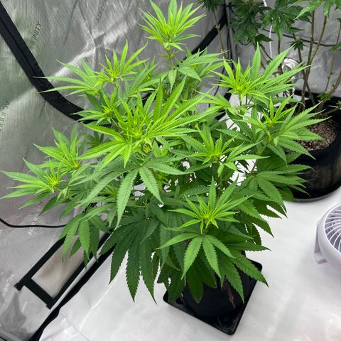 Bruce Banner growlog timeline photo