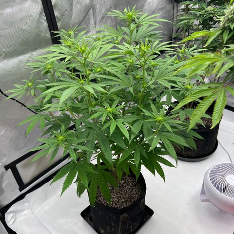 Bruce Banner growlog timeline photo