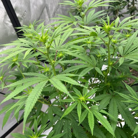 Bruce Banner growlog timeline photo
