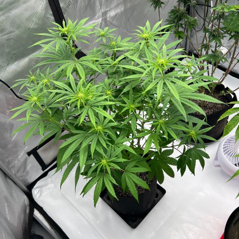 Bruce Banner growlog timeline photo