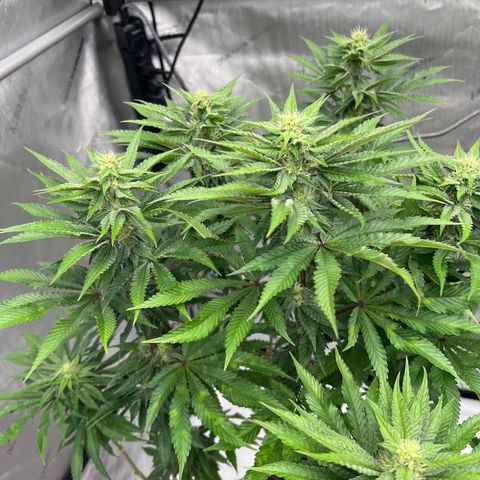 Strawberry Nugget growlog timeline photo