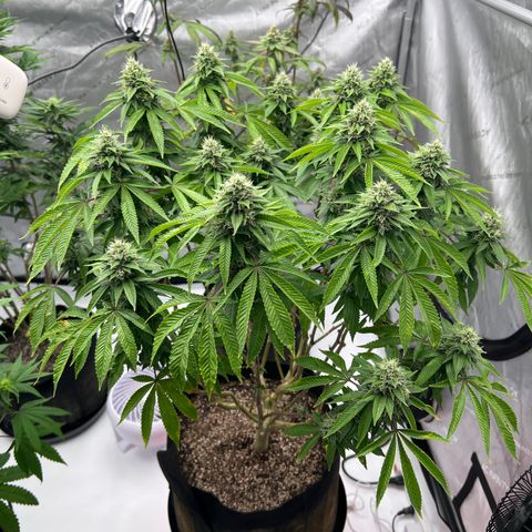 Cali Diesel growlog timeline photo
