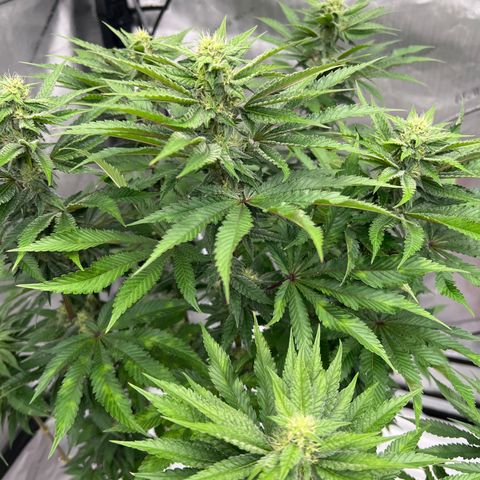 Strawberry Nugget growlog timeline photo