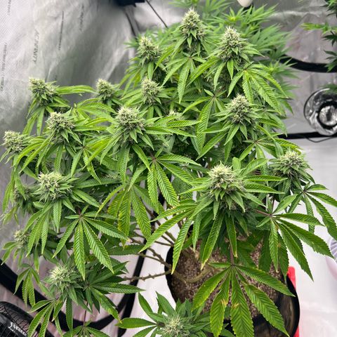 Cali Diesel growlog timeline photo