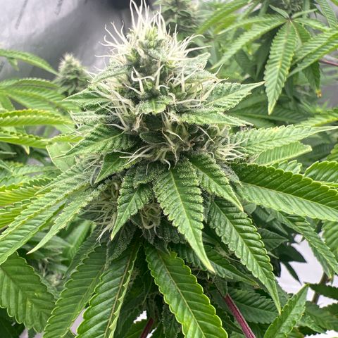 Cali Diesel growlog timeline photo