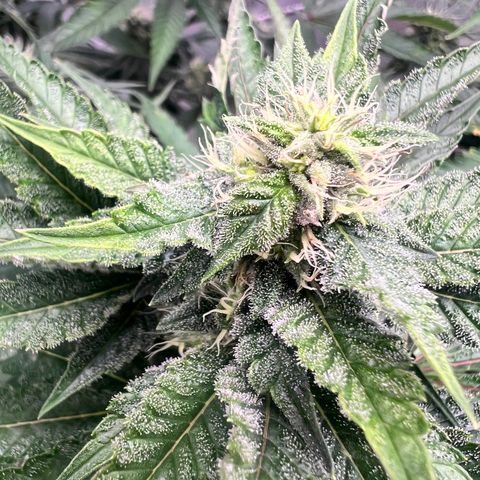 Strawberry Nugget growlog timeline photo