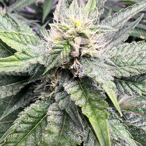 Strawberry Nugget growlog timeline photo