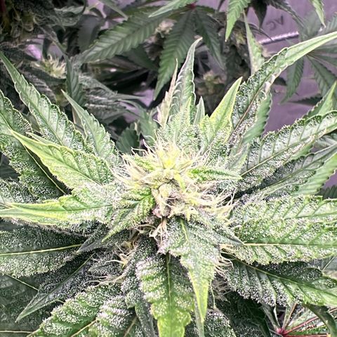 Strawberry Nugget growlog timeline photo