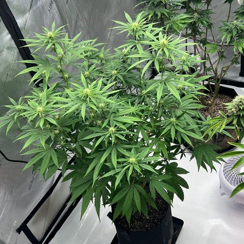Bruce Banner growlog timeline photo