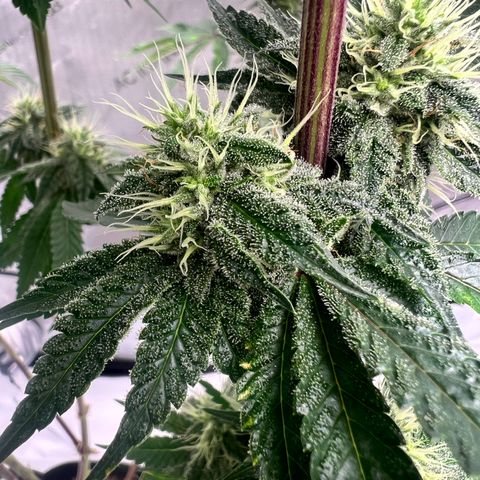 Strawberry Nugget growlog timeline photo