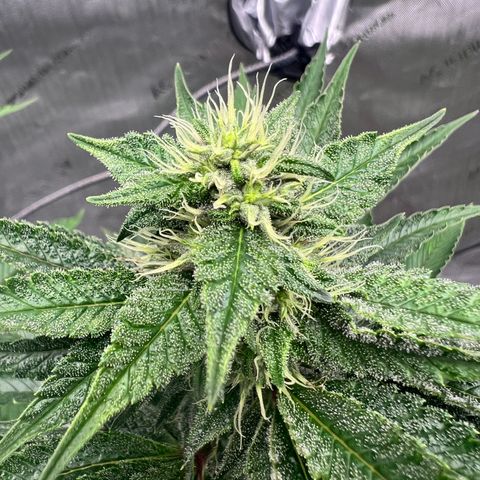 Strawberry Nugget growlog timeline photo
