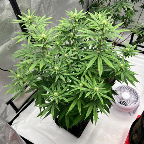 Bruce Banner growlog timeline photo
