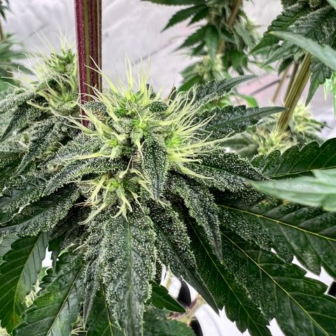 Strawberry Nugget growlog timeline photo