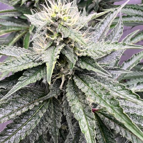 Strawberry Nugget growlog timeline photo