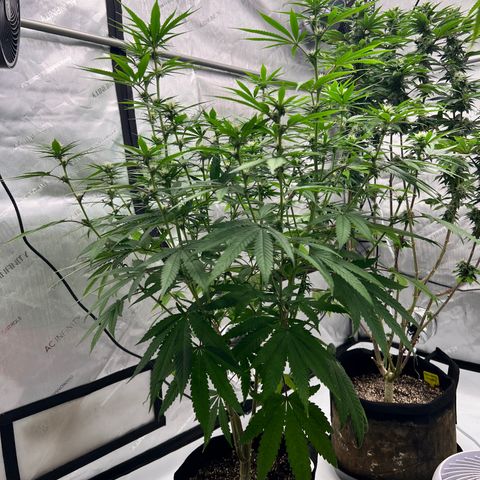 Bruce Banner growlog timeline photo