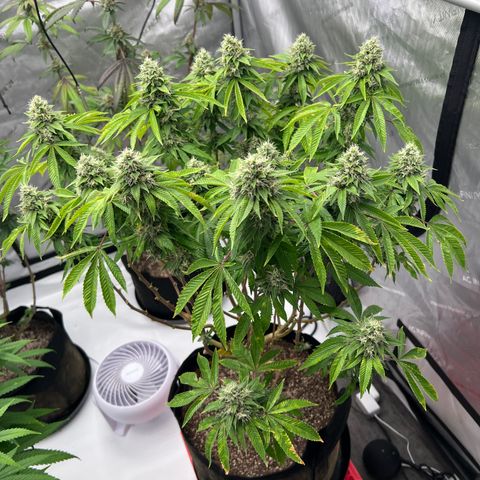 Cali Diesel growlog timeline photo