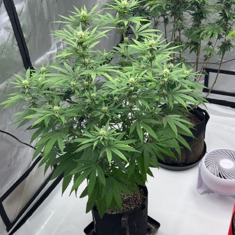Bruce Banner growlog timeline photo