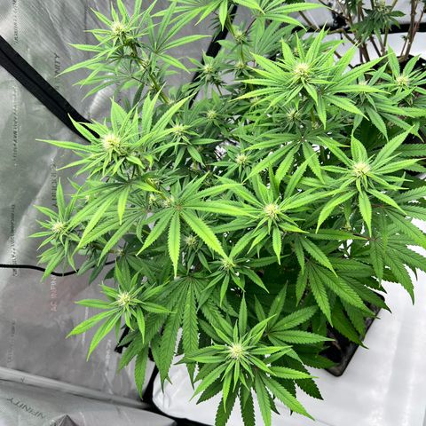 Bruce Banner growlog timeline photo
