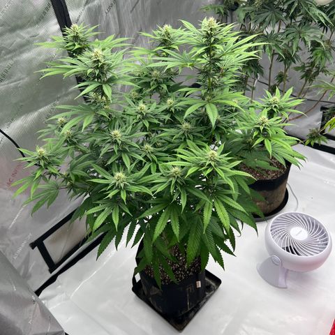 Bruce Banner growlog timeline photo