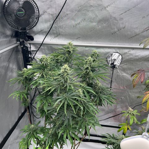 Strawberry Nugget growlog timeline photo