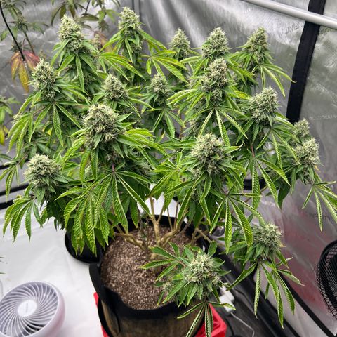 Cali Diesel growlog timeline photo