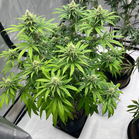Bruce Banner growlog timeline photo