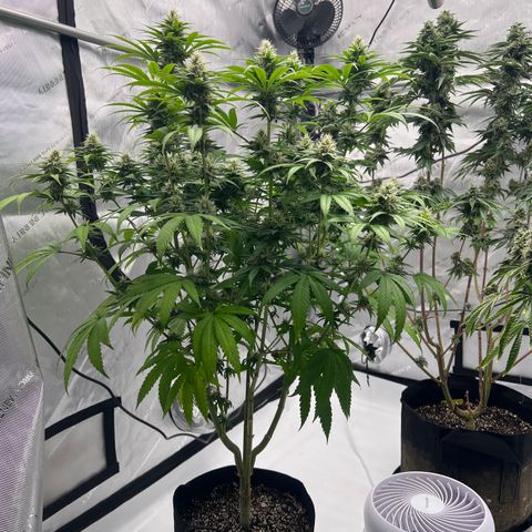 Bruce Banner growlog timeline photo