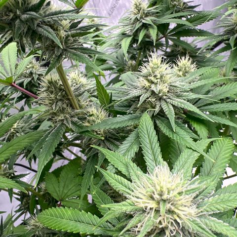 Bruce Banner growlog timeline photo