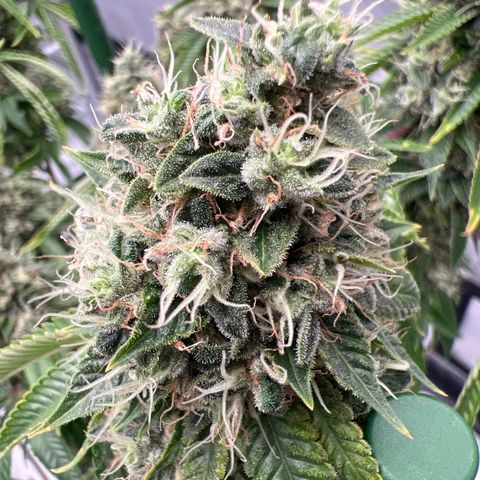 Cali Diesel growlog timeline photo