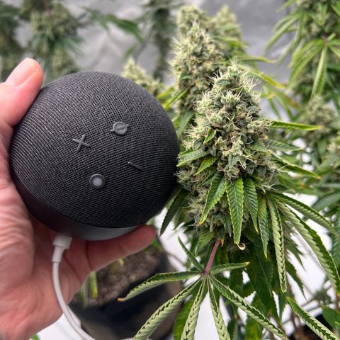 Cali Diesel growlog timeline photo